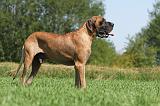 DOGUE ALLEMAND 105
